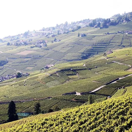 Apartment De Standing Dans Le Lavaux Cully